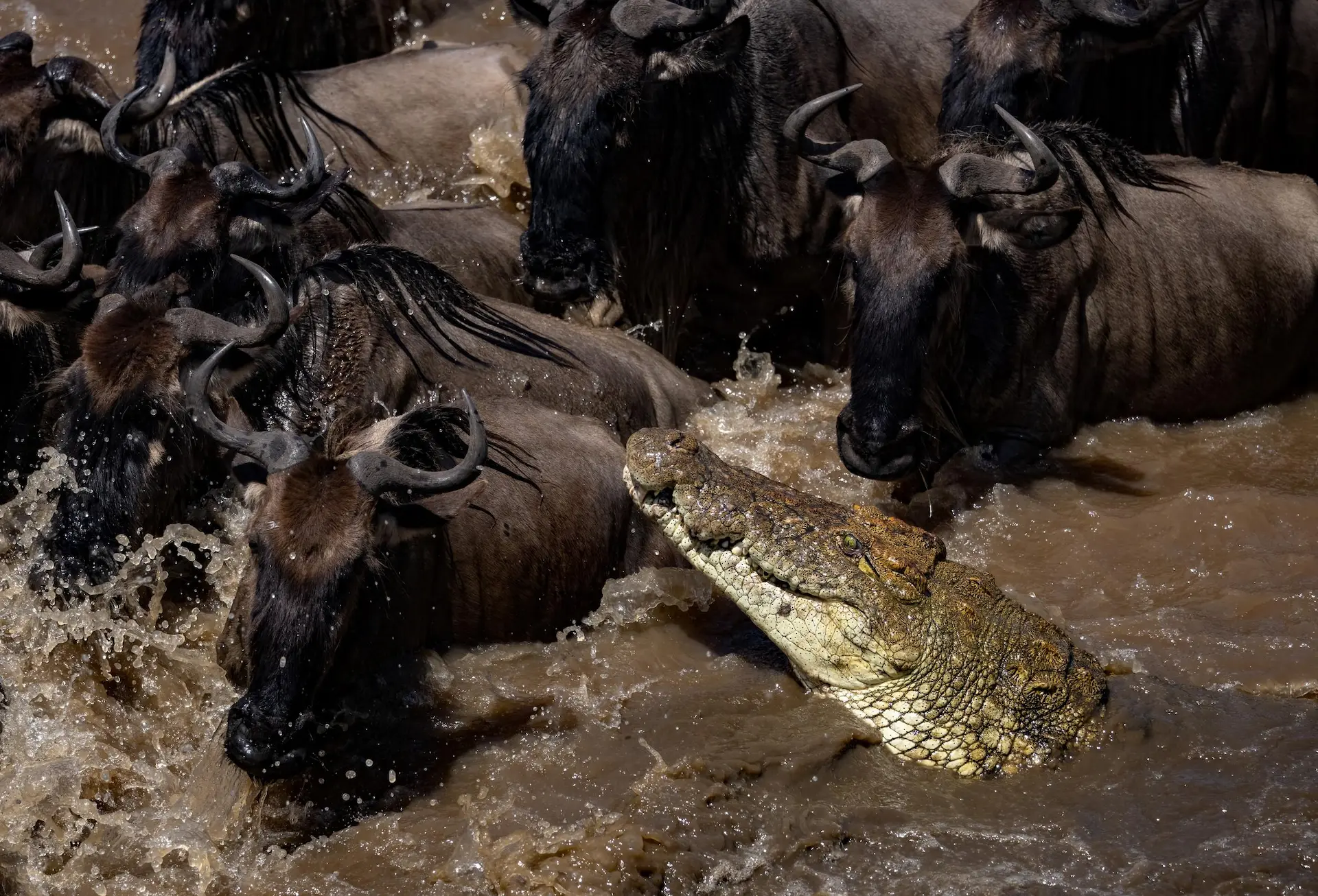 WILDLIFE GALLERY 6